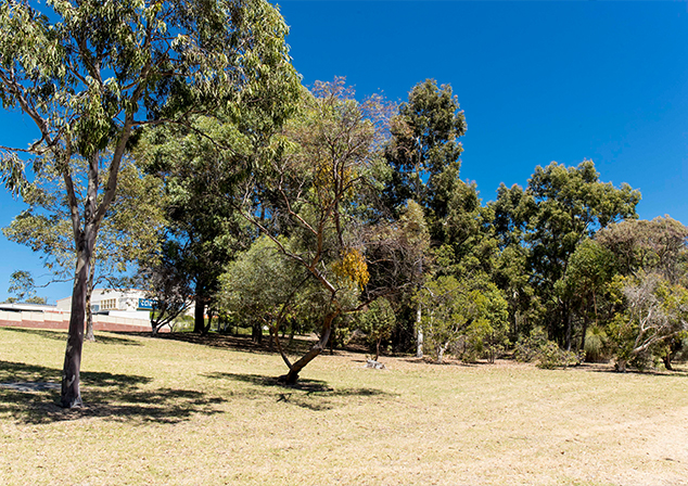 Natural bushland