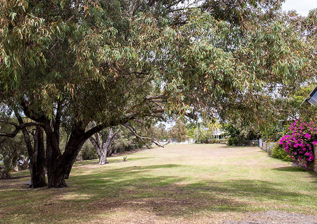 Photo of grass field with large tree overhang on the left. Many trees and foliage in the background. Pink flowers on bush on right side.