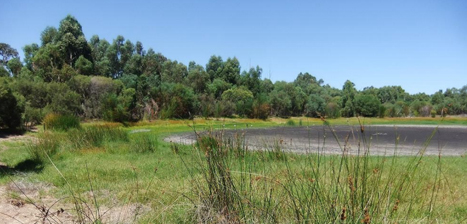 Blue-Gum-Reserve.jpg