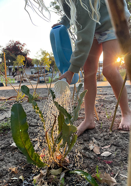 Photo of child watering a plant