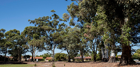 Elizabeth-Manion-Park_1.jpg