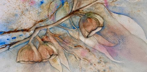 watercolour painting of gum nuts and gum leaves