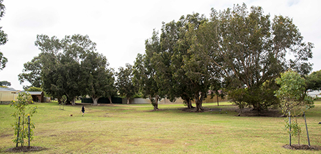 Frank-Cann-Park.jpg