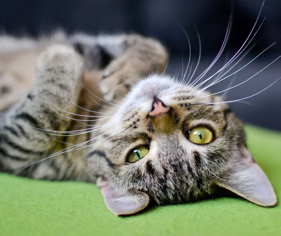 cat.jpg