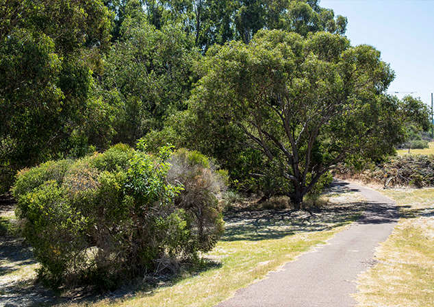 Photo of lush, tall trees. Grass area with footpath to the right.