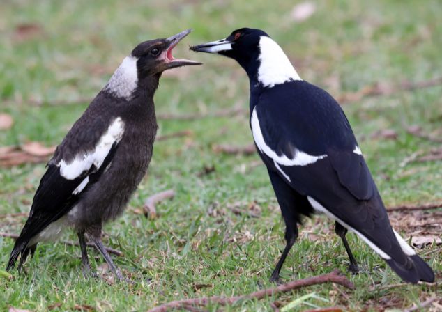 magpies-feeding.jpg