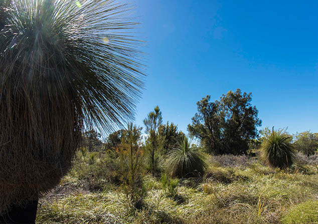 Image of green foliage against blue sky
