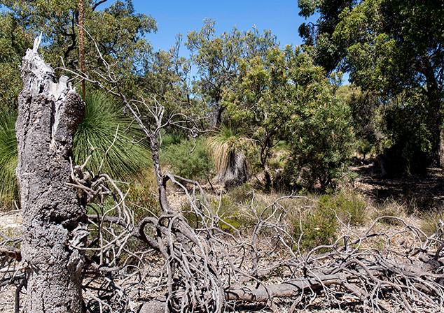 Bush land