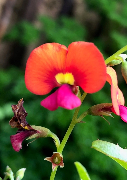 Image of a native flower