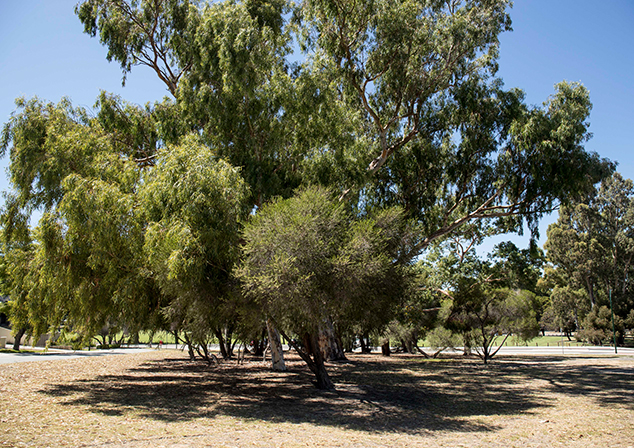 Large tall tree