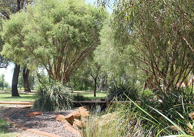 Trees and lake
