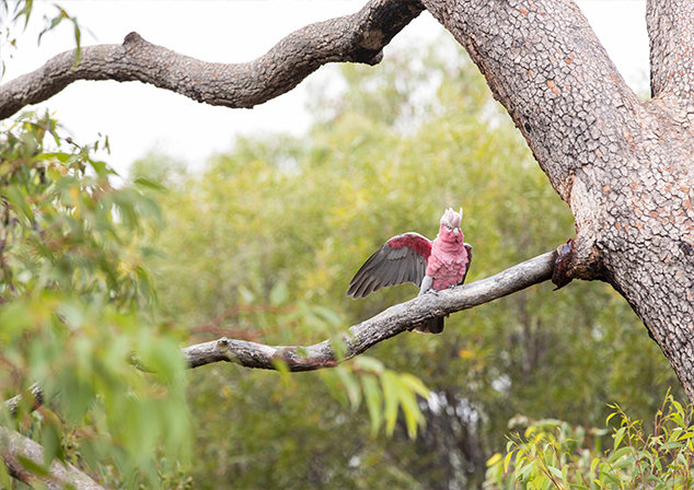 photo of a galah in a tree
