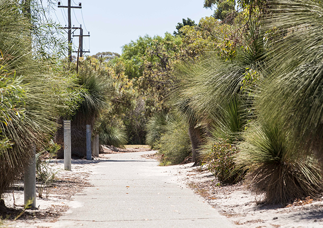 walking oath with grass trees either side