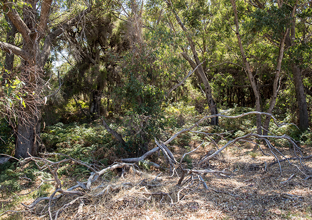 Image of trees and various foliage.
