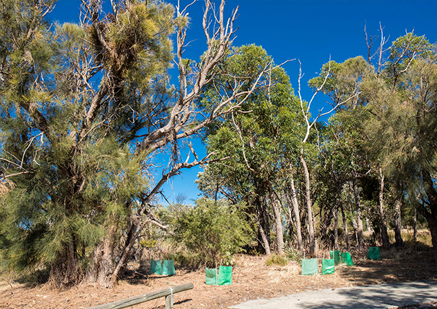 Photo of trees in nature walk.