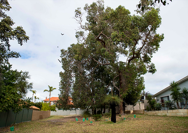 Low angle photo of tall trees growing in grass area.