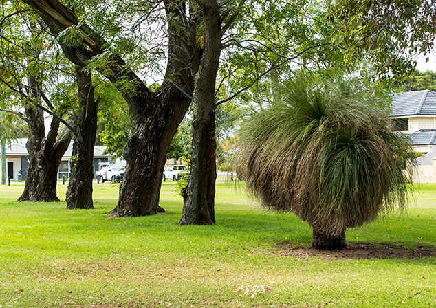 Grass tree and tall trees in grassed area