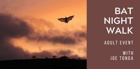 Image of a bat flying at night