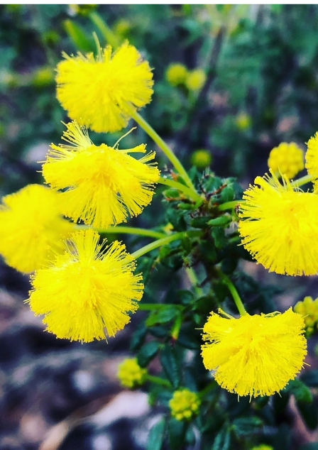 Image of native flowers