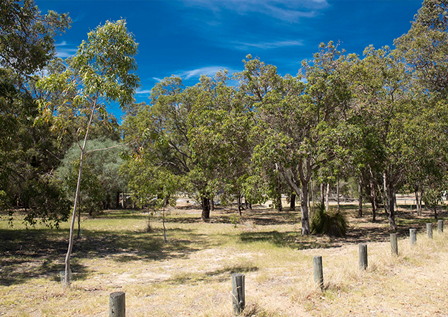 Photo of nature area. Trees of various types growing throughout.