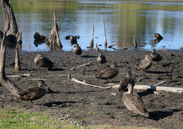 Ducks on the bank at Blue Gum Lake Reserve