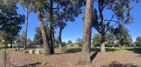 trees 