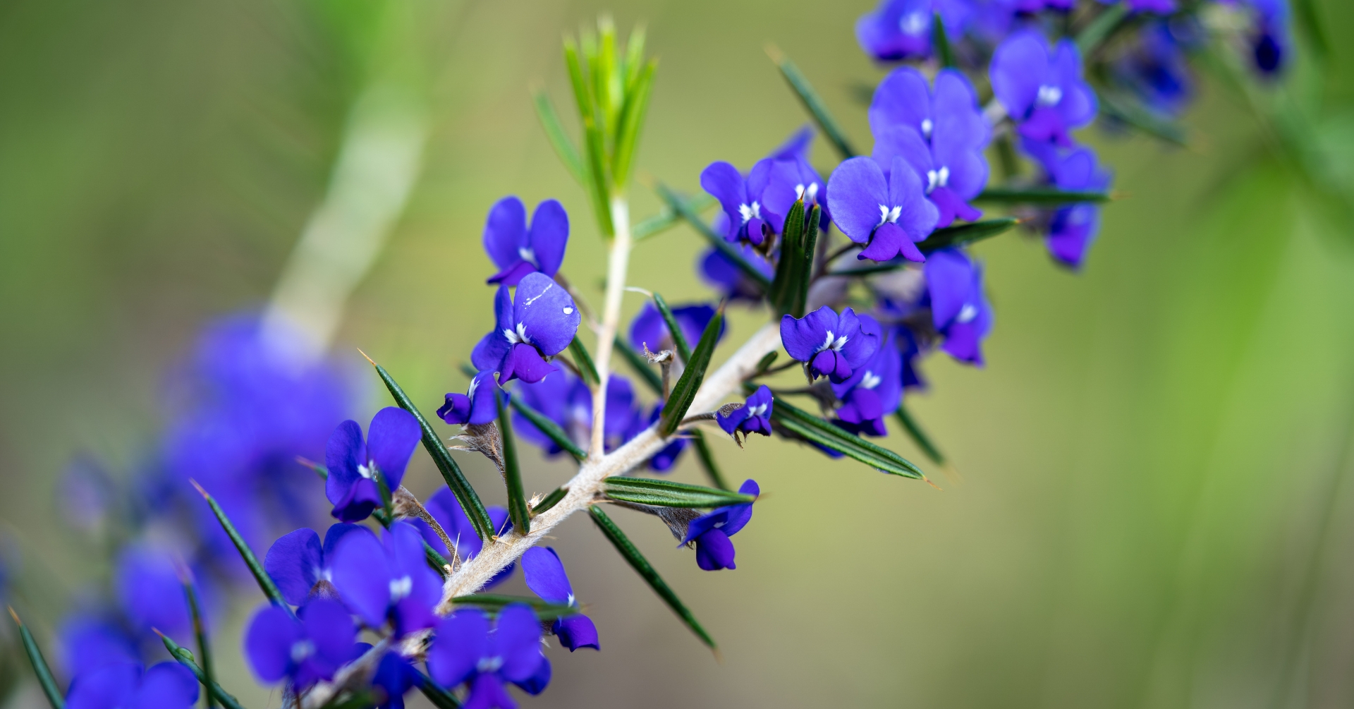Image of a purple native plant