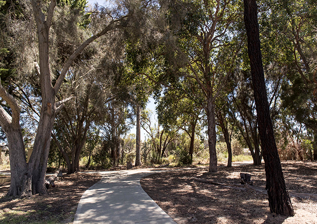 Footpath through tall trees and bush land