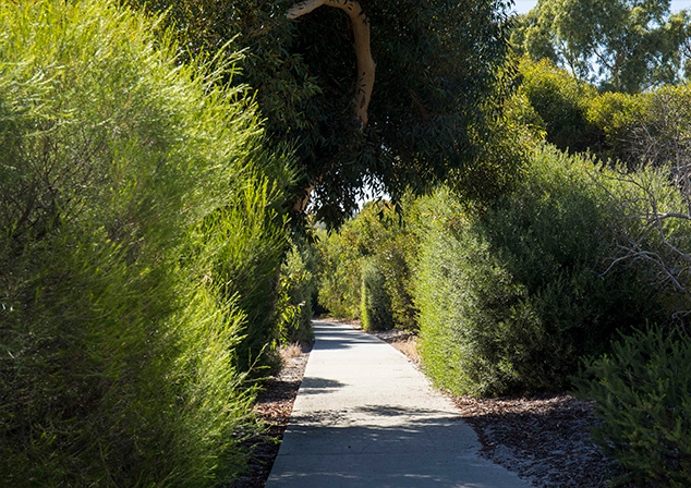 Photo of footpath, surrounded by bushes and a tree overhang