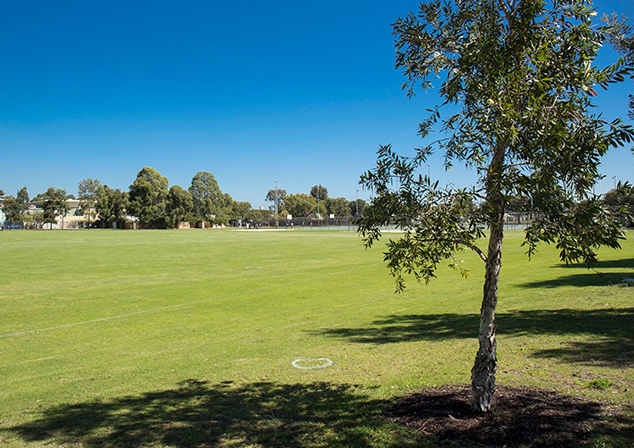 Image of vast grass area with trees.