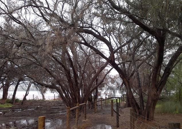 Dieback-at-Attadale-Foreshore.jpg