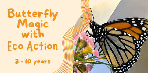 An orange and black striped butterfly with white spots sitting on some wax flowers.