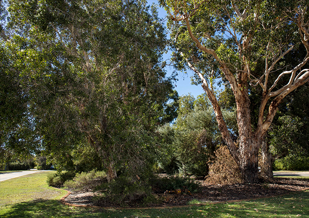 Large trees