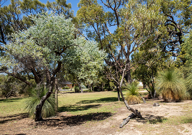 Photo of trees and bushes.