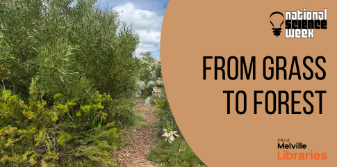 Image of native green plants with dirt path.