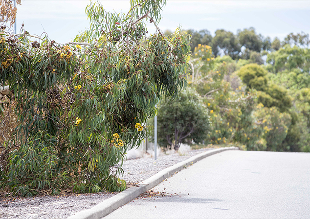 photo of landscape at Alan Madden Park