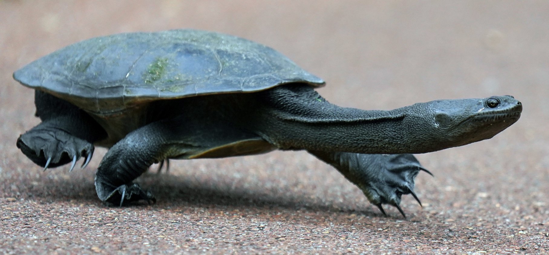 turtle photo Paul Markendale.jpg