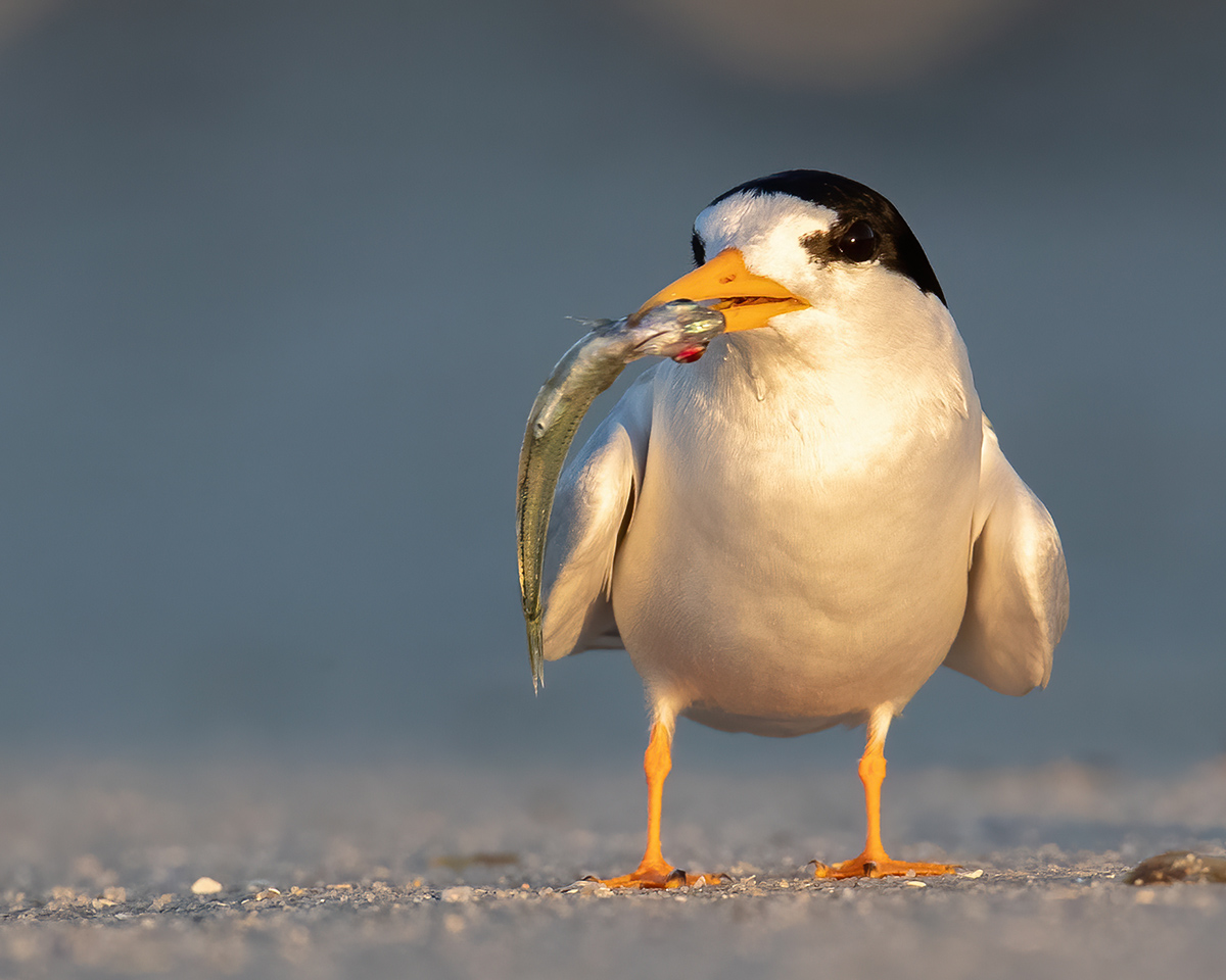 Fairy Tern Bird with a fish in its mouth
