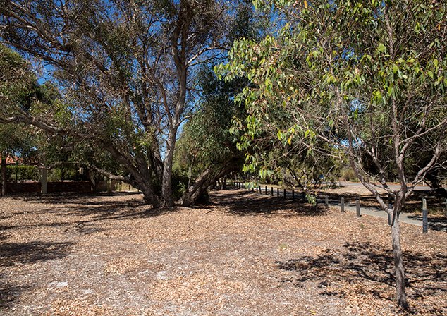 Bush land with footpath and tall trees