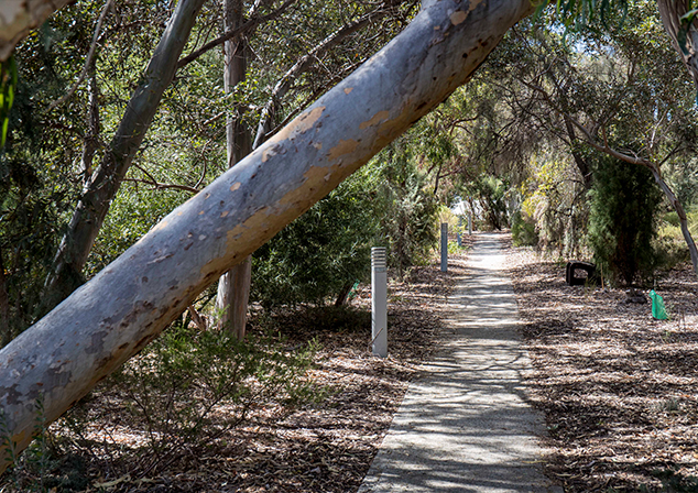 Large tree truck hanging over footpath along bush land