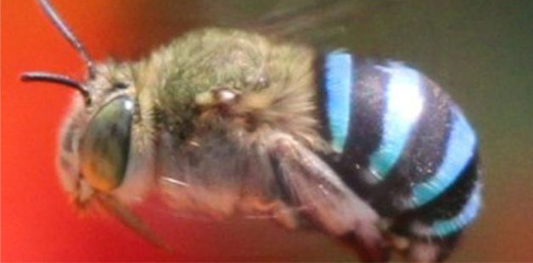 Image of a bee