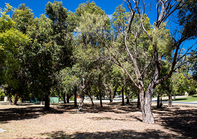 Bush land with tall trees