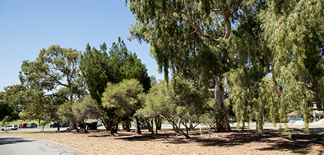Mitchell-Street-Reserve_1.jpg