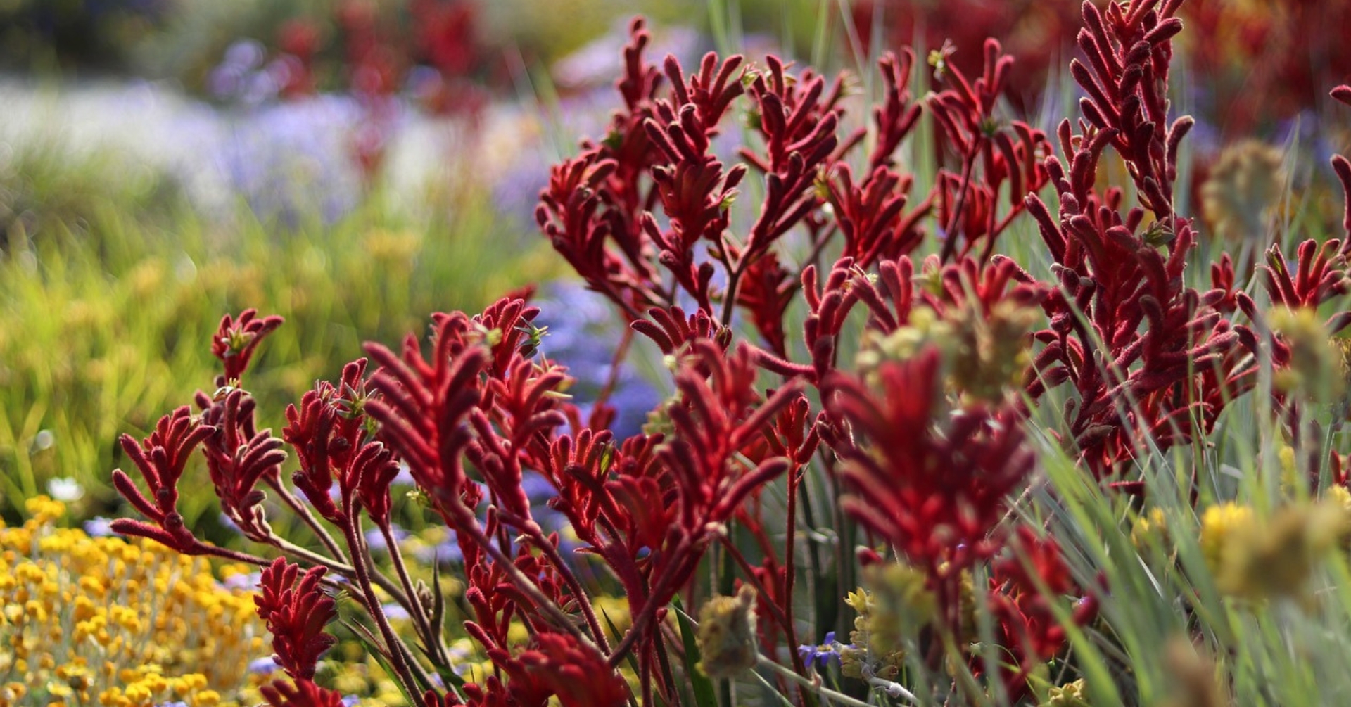 Image of red native flowers
