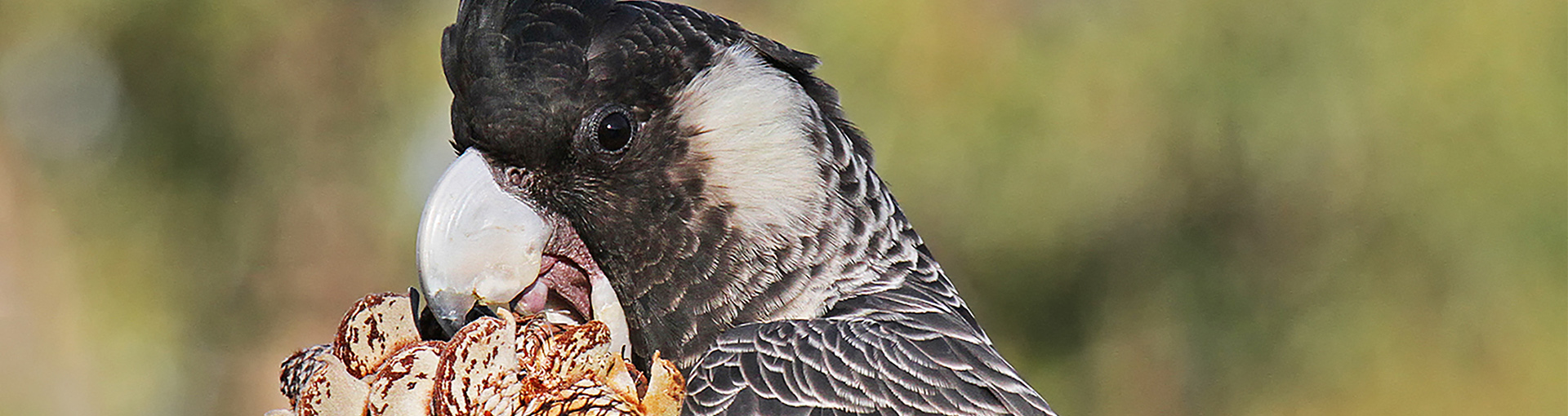 conservation-and-management-carnaby-cockatoo.jpg