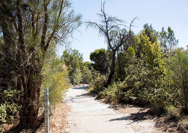 Photo of nature walk with trees and bushes on either side.