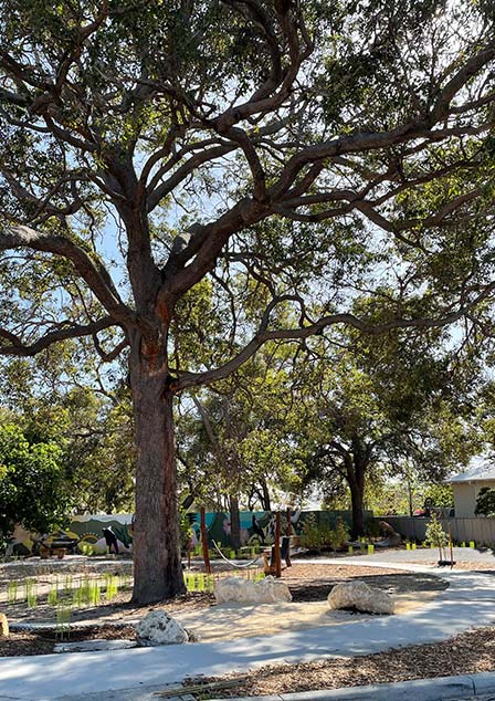 Image of large tree with footpath and boulders around it