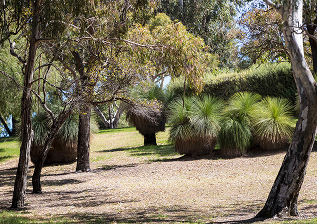 Photo of trees and other foliage on a patch of mulch.